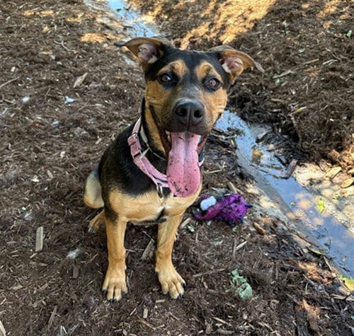 Photo of Angel, adoptable German Shepherd Dog in Denver, Colorado