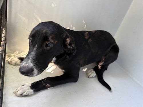 Photo of Draculara, adoptable Labrador Retriever in Augusta, Georgia