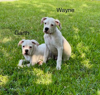 Photo of Wayne, adoptable Boxer in Katy, Texas