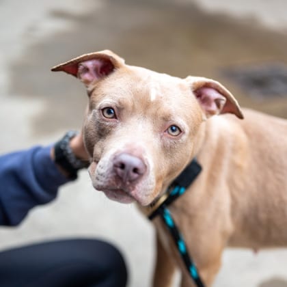 Photo of Maserati, adoptable dog in Chamblee, Georgia