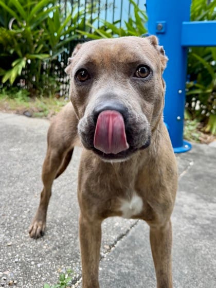 Photo of Salsa, adoptable Terrier in New Orleans, Louisiana