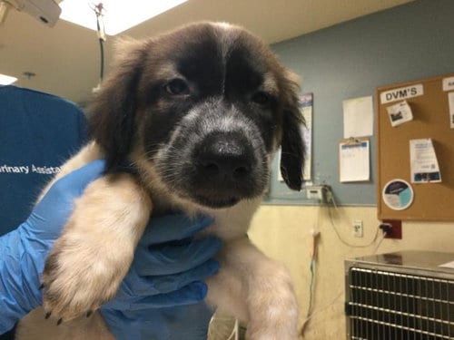 Photo of Candance Flynn, adoptable German Shepherd Dog in Riverside, California