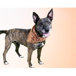 Photo of Bailey, adoptable Dutch Shepherd in Ft Lauderdale, Florida