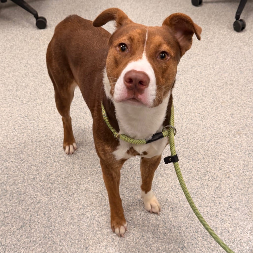 Photo of Seraphina, adoptable Terrier, American Staffordshire / Mix in Spartanburg, South Carolina