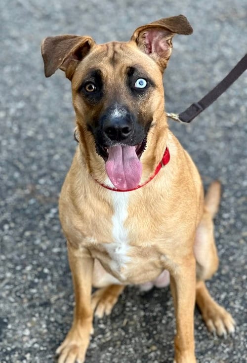 Photo of Nollie, adoptable Boxer in Dana Point, California