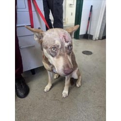 Photo of Simone, adoptable German Shepherd Dog Husky in San Bernardino, California