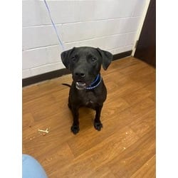 Photo of T'Challa, adoptable Labrador Retriever American Pit Bull Terrier in Baton Rouge, Louisiana