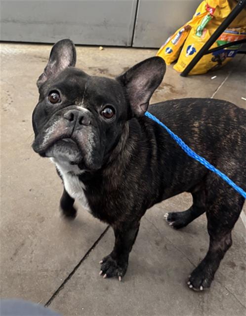 Photo of Silas, adoptable French Bulldog in Dallas, Texas