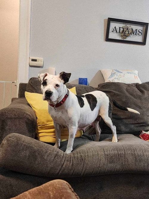 Photo of Harper, adoptable Terrier in Waterloo, Iowa