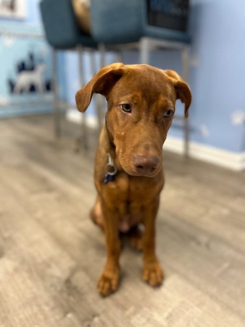 Photo of Brad, adoptable Labrador Retriever in Cliffwood, New Jersey