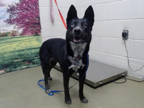 Photo of A554446, adoptable Australian Kelpie in Moreno Valley, California