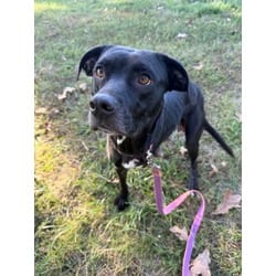 Photo of Smokey, adoptable Mixed Breed (Medium) in Kansas City, Missouri