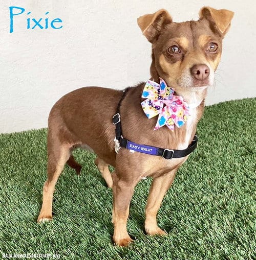 Photo of Pixie, adoptable Miniature Pinscher in San Diego, California