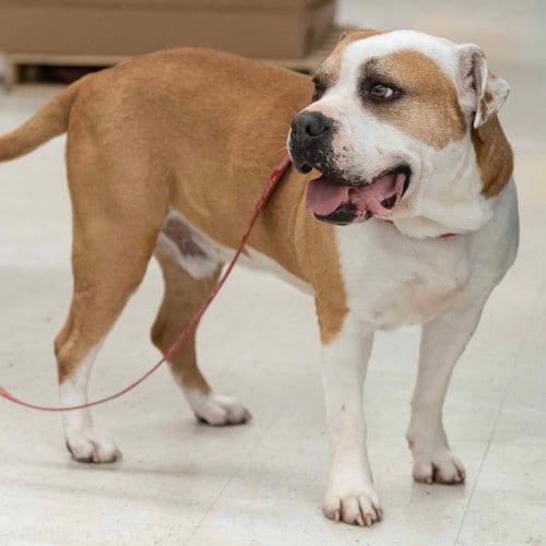 Photo of Oakley, adoptable American Pit Bull Terrier in Wilmington, North Carolina