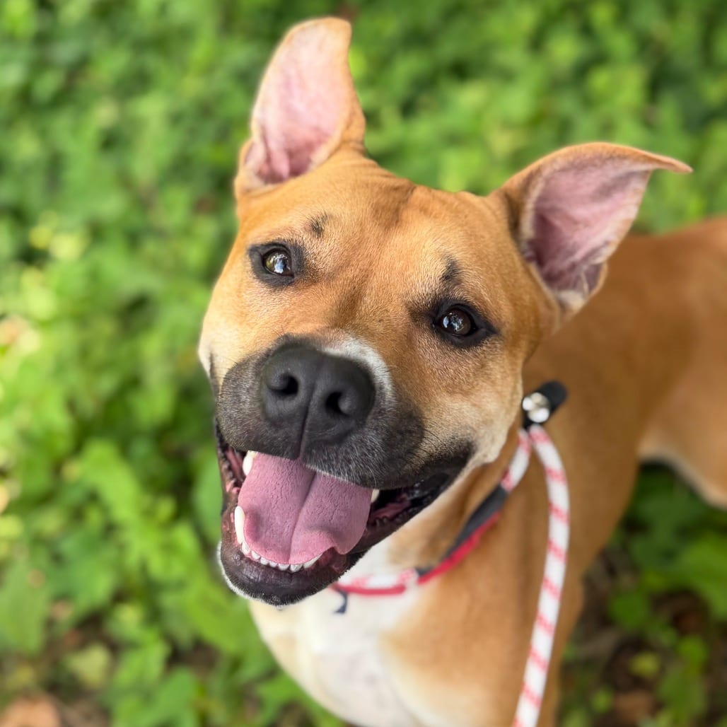 Photo of Tiny, adoptable Mixed Breed (Large)