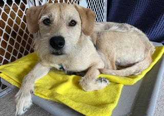 Photo of Griffey, adoptable Terrier in Bellevue, Washington