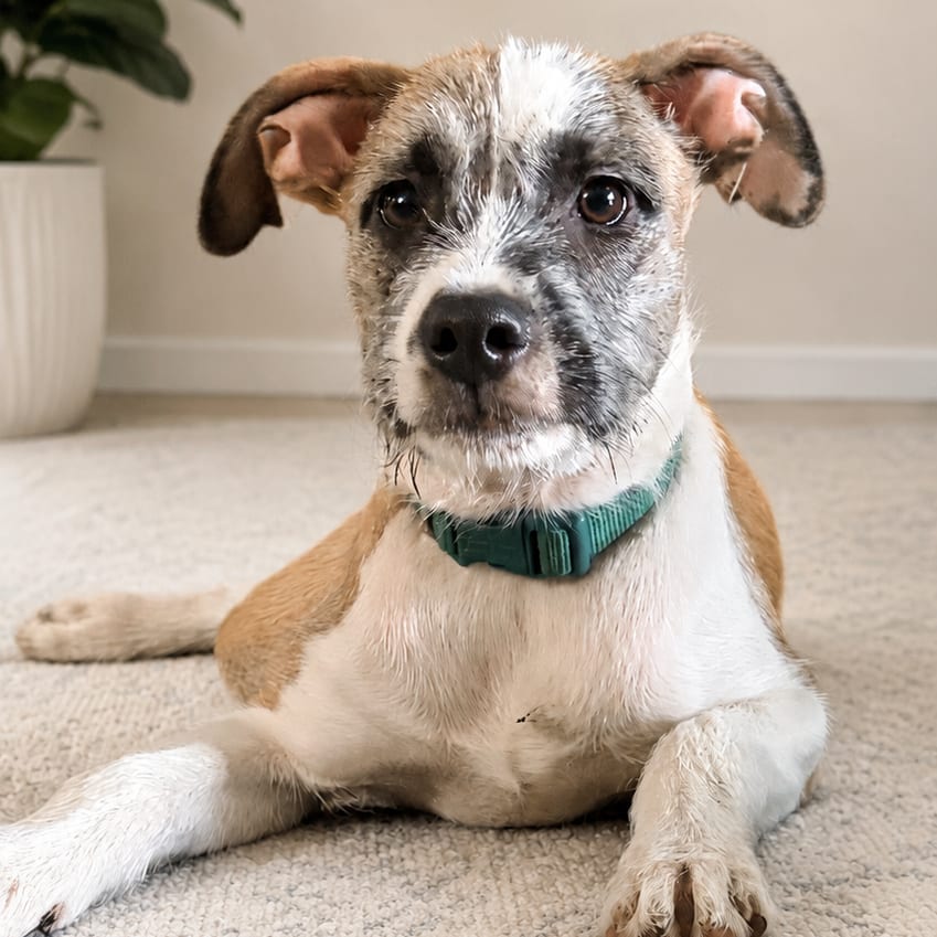 Photo of Tater Boots D70658, adoptable Terrier, Wirehaired / Mixed Breed (Medium) in Minnesota, Minnesota