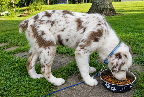 Photo of Geralt Puppy, adoptable Australian Shepherd in Cuyahoga Falls, Ohio