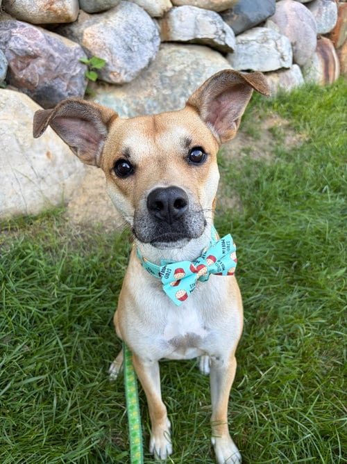 Photo of Blake-in a foster home, adoptable Shepherd in South Bend, Indiana