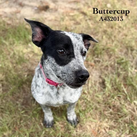 Photo of Buttercup, adoptable Australian Cattle Dog/Blue Heeler in Conroe, Texas