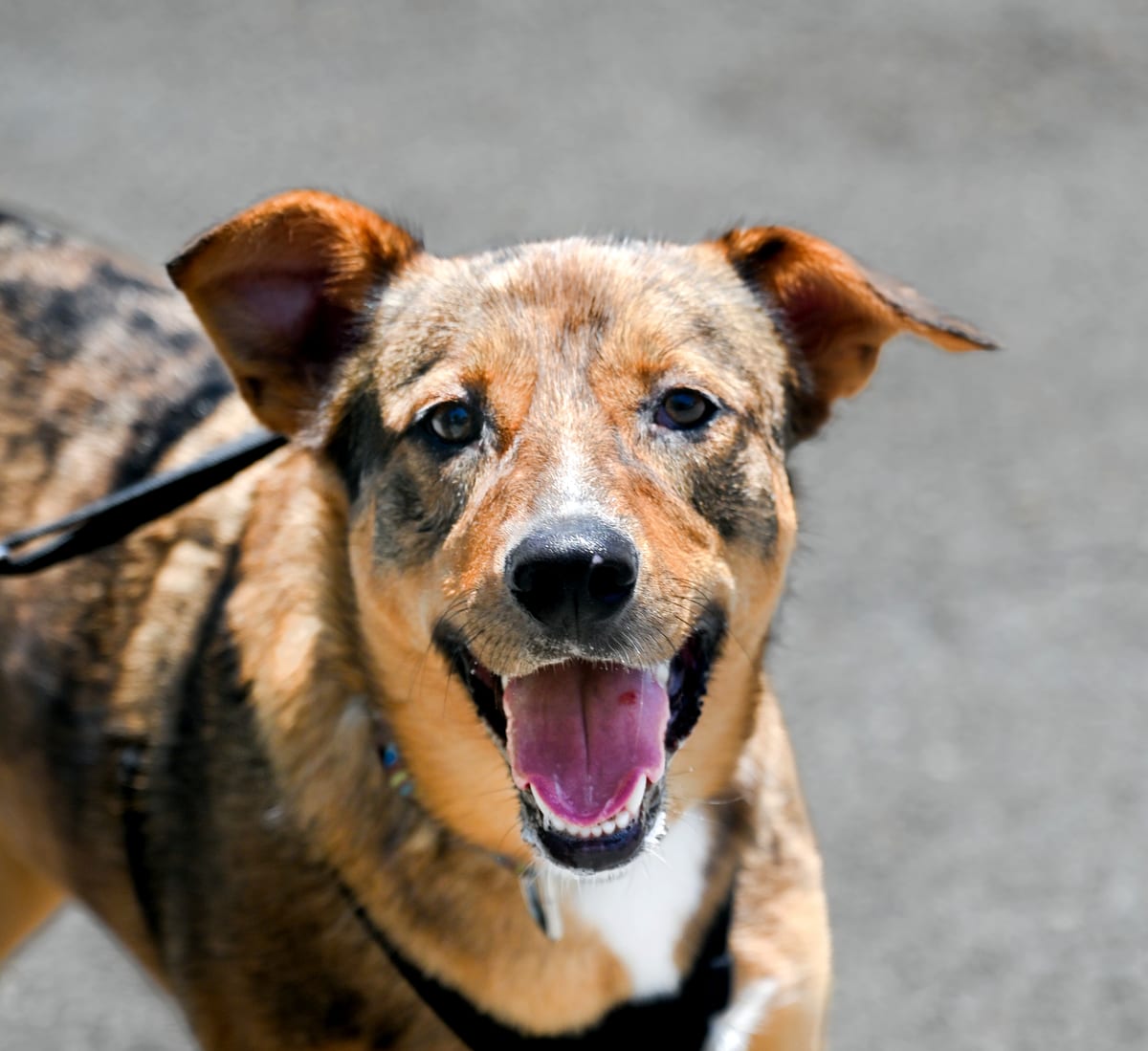 Photo of Barkley, adoptable Shepherd Mix in Chattanooga, Tennessee