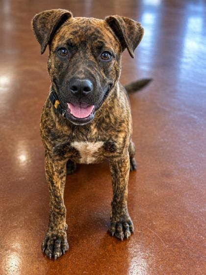 Photo of Sunoco, adoptable Mixed Breed in New Orleans, Louisiana