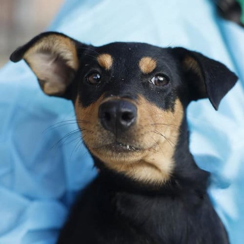 Photo of Helga, adoptable Doberman Pinscher in San Antonio, Texas
