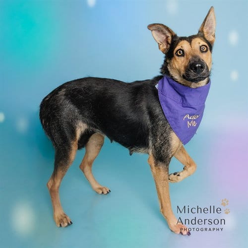 Photo of Dixie, adoptable German Shepherd Dog in Corona, California