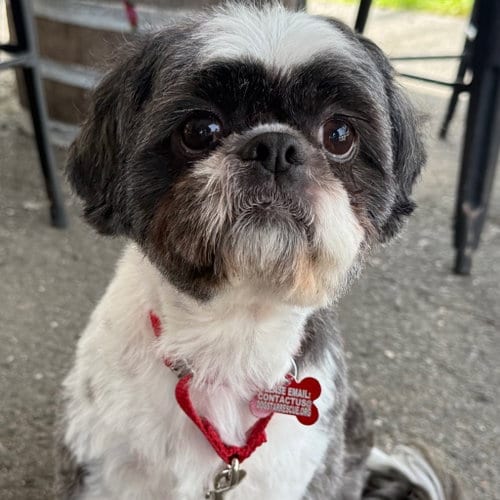 Photo of Max, adoptable Shih Tzu in Canton, Connecticut