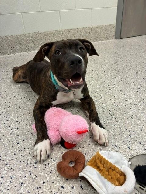 Photo of Boogie, adoptable Pit Bull Terrier in Brighton, Colorado