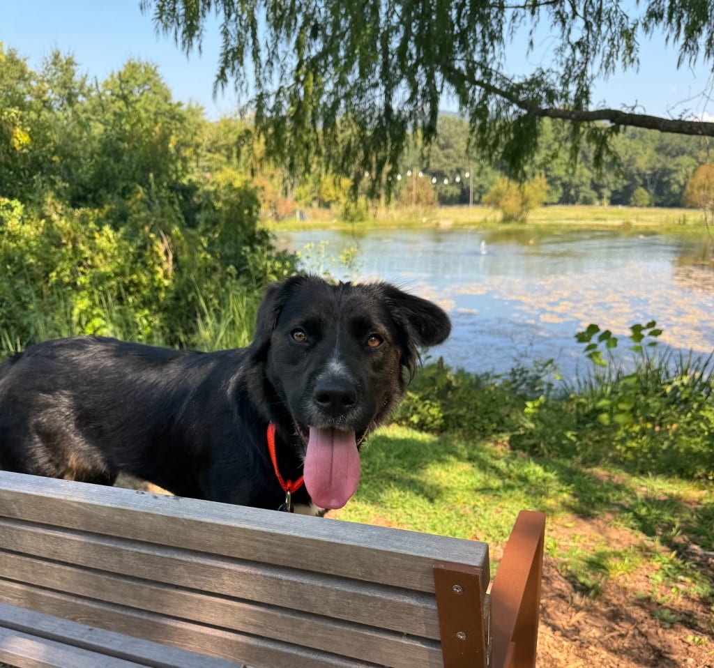 Photo of Bella Rose, adoptable Labrador Retriever in East Ridge, Tennessee