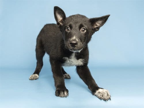 Photo of Phil, adoptable Husky in Phoenix, Arizona