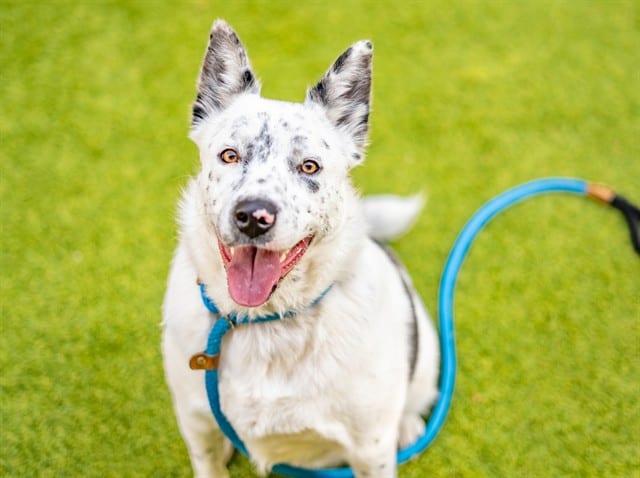 Photo of Cookies N Cream, adoptable Australian Cattle Dog in San José, California