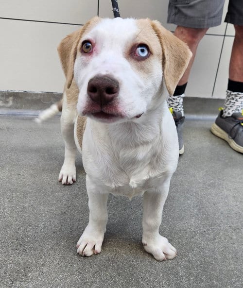 Photo of Turtle, adoptable Unknown breed in Rancho Santa Fe, California