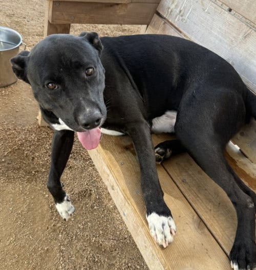 Photo of Cadete, adoptable Pit Bull Terrier in Killeen, Texas