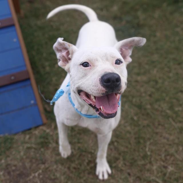 Photo of Sabine, adoptable dog in San Antonio, Texas