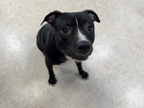 Photo of Sofie, adoptable Pit Bull Terrier in San Pedro, California