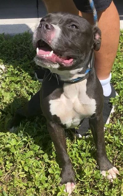 Photo of Mandy Lane, adoptable American Pit Bull Terrier in Fort Lauderdale, Florida