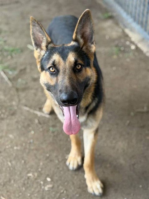 Photo of Beto, adoptable German Shepherd Dog in Riverside, California