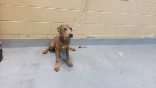Photo of Daxter, adoptable Pit Bull Terrier in Tulsa, Oklahoma