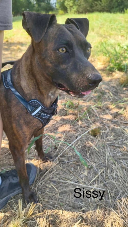 Photo of Sissy, adoptable Labrador Retriever in Farmerville, Louisiana