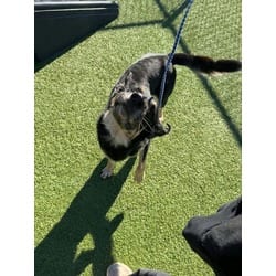 Photo of Goobers, adoptable Labrador Retriever in Baton Rouge, Louisiana