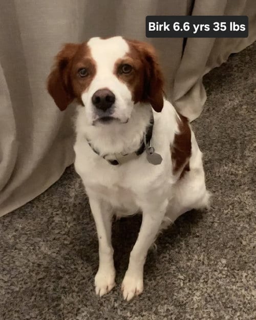 Photo of OK/Birk, adoptable Brittany in Curwensville, Pennsylvania