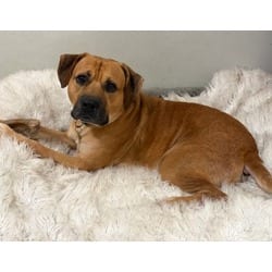 Photo of Luke, adoptable Black Mouth Cur in Irmo, South Carolina