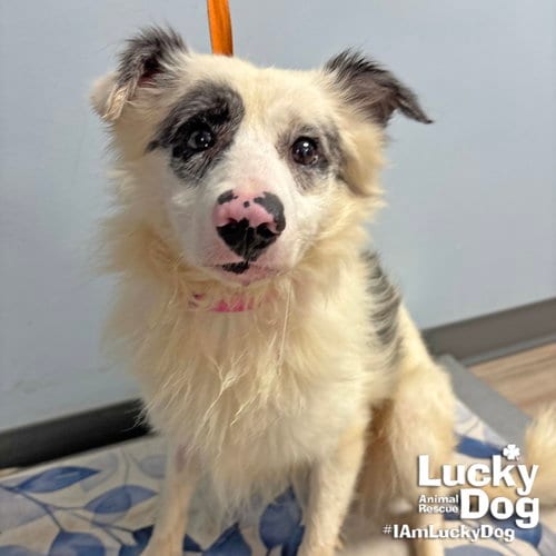 Photo of Miles, adoptable Shetland Sheepdog Sheltie in Washington, District of Columbia