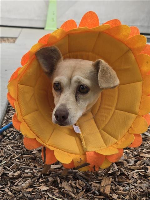 Photo of Jolene, adoptable Chihuahua in San Pedro, California