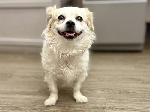 Photo of Pippy, adoptable Terrier in Martinez, California