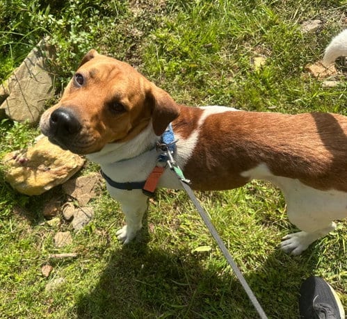Photo of Bartolito, adoptable Hound in Burnsville, North Carolina
