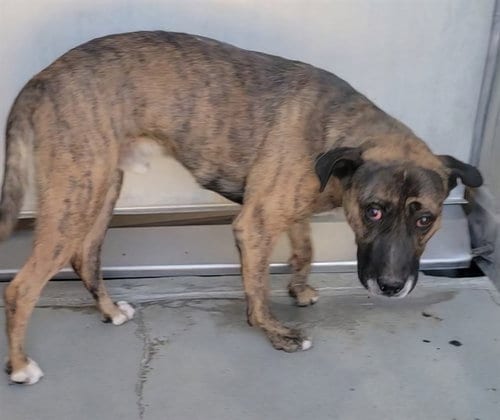 Photo of Bullet, adoptable German Shepherd Dog in Lancaster, California