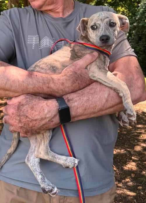 Photo of Amber, adoptable Greyhound in Holly Springs, North Carolina